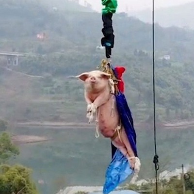 Domuza bungee jumping yaptırıp adına 'eğlence' dediler