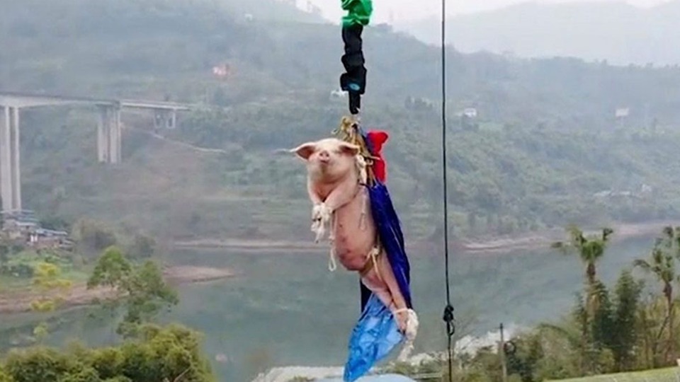 Domuza bungee jumping yaptırıp adına 'eğlence' dediler