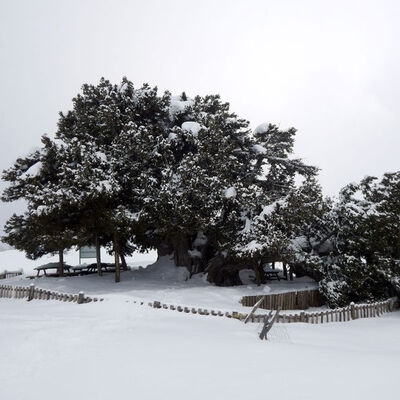 2 bin yıllık anıt ağaç dayanamadı!