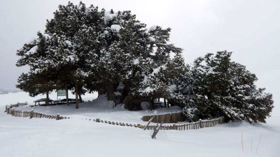 2 bin yıllık anıt ağaç dayanamadı!