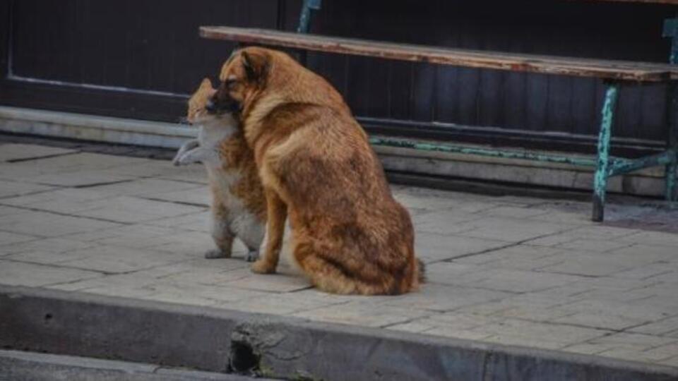 Hayvanlara karşı suçlara 'hayvan polisi' geliyor!