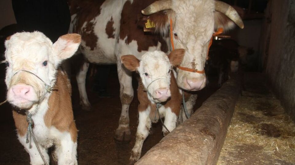 Buzağı destekleri ne zaman yatacak?