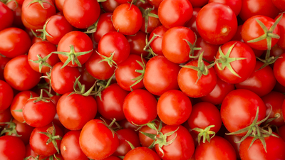 Araştırdılar! Zehir çıktı!