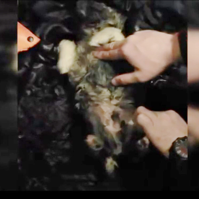 Minik yavruya yürekleri ısıtan müdahale