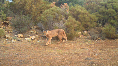 Ağızlarında avlarıyla görüntülendiler