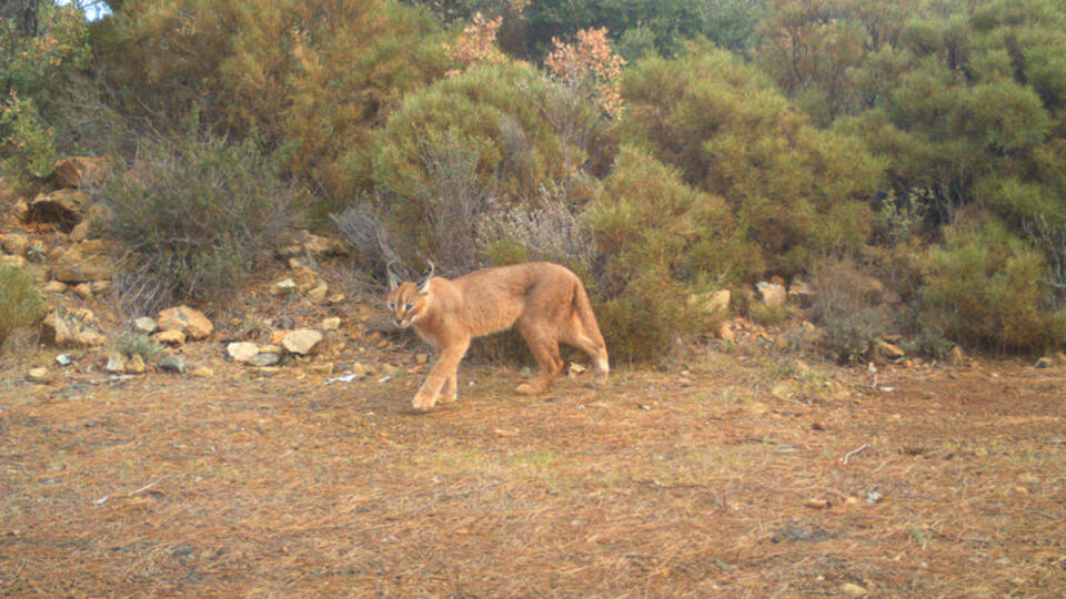 Ağızlarında avlarıyla görüntülendiler