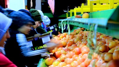Narenciye ihracatında hedef pazar Uzak Doğu