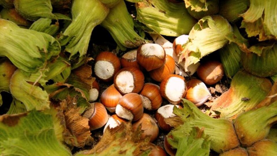 Fındıkta son iki ay