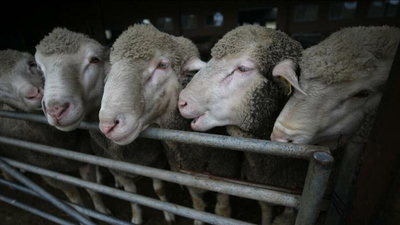 Depremzedelere hayvan ve yem desteği