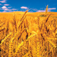 Gıda fiyatlarında 'koronavirüs' düşüşü