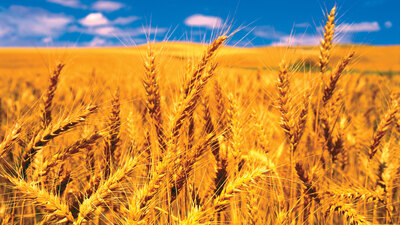 Gıda fiyatlarında 'koronavirüs' düşüşü