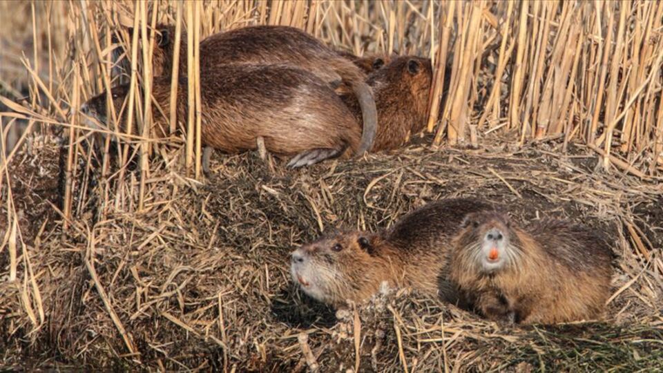 Kökenleri Latin Amerika ama... Esrarengiz fareler