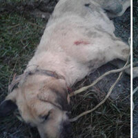 Vahşet! Köpeği dövdü sonra öldürdü