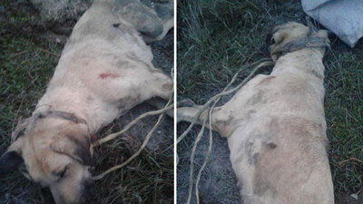 Vahşet! Köpeği dövdü sonra öldürdü