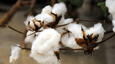"Çukurova pamuğu"na coğrafi işaret belgesi