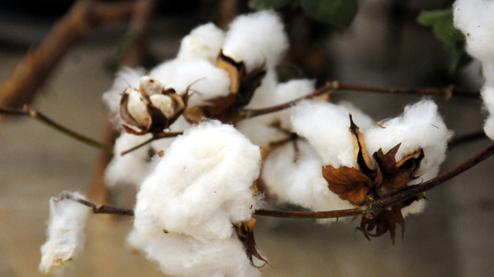 "Çukurova pamuğu"na coğrafi işaret belgesi