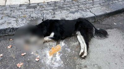 20 sokak hayvanı zehirlenerek öldürüldü