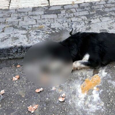20 sokak hayvanı zehirlenerek öldürüldü
