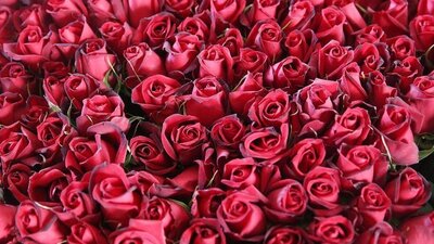 14 Şubat Sevgililer Günü ne zaman?