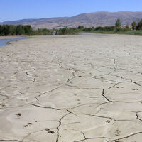Korkutan alarm! Kayıp yüzde 60