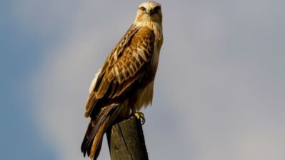 Soyu tükeniyor! Çiftçinin dostu! Şah Kartalı!