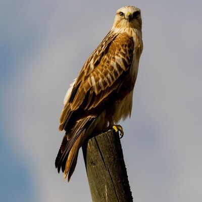 Soyu tükeniyor! Çiftçinin dostu! Şah Kartalı!