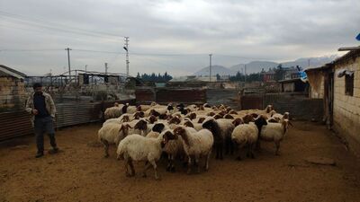 Veba alarmı! Hayvan giriş çıkışı yasaklandı