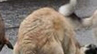 Kedi ve köpekler yolunu gözlüyor