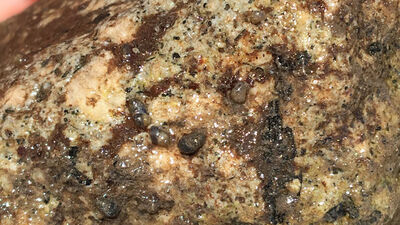 Gökçeada'da heyecan verici keşif