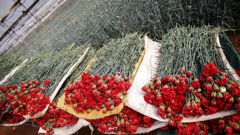 Çiçekçilikte "Sevgililer günü" bereketi