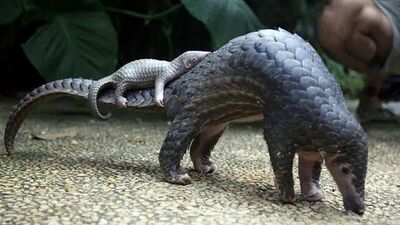 Pangolin nedir?