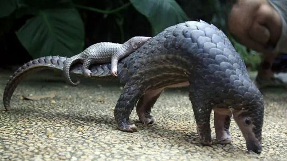 Pangolin nedir?