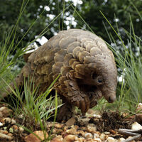 Koronavirüs salgınında yeni iddia!