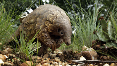 Koronavirüs salgınında yeni iddia!