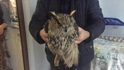 Köylüler bulmuştu... Nesli tükeniyor!