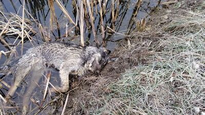 Kaçak avcı vahşeti!