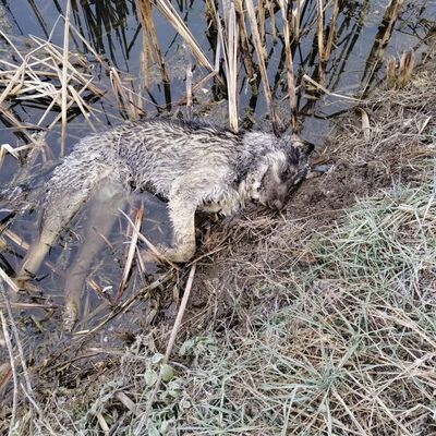 Kaçak avcı vahşeti!