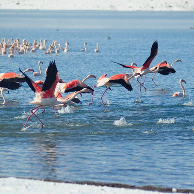 İvriz Baraj Gölü'nde 12 flamingo donarak öldü!