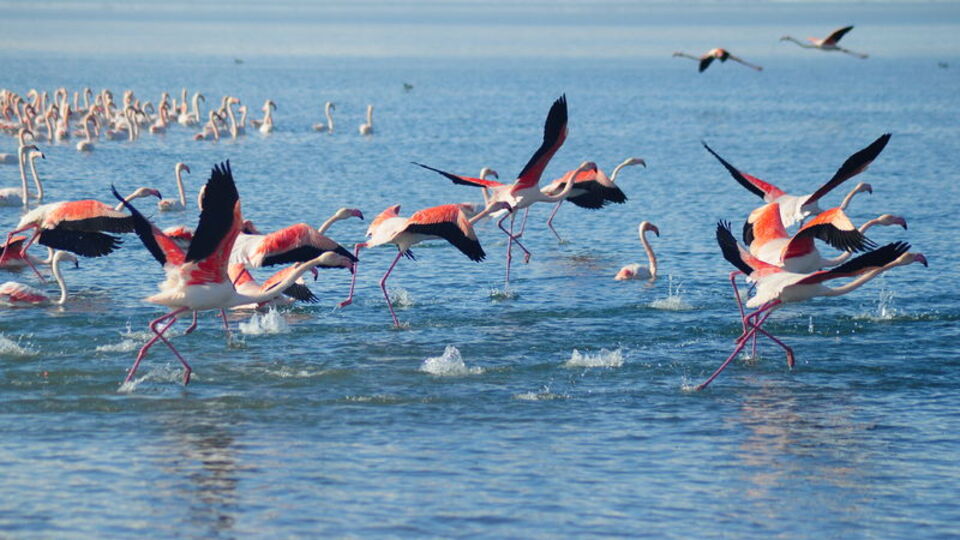 İvriz Baraj Gölü'nde 12 flamingo donarak öldü!