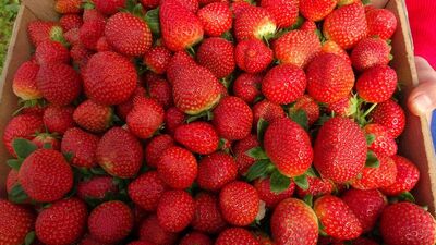 Bu kişiler delikli nesnelere bakamıyor