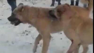 Yasadışı köpek dövüştürenlere 257 bin lira ceza kesildi