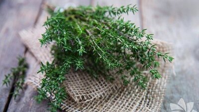 Kekik suyunun faydaları nelerdir?