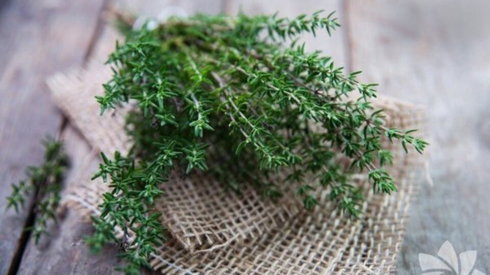 Kekik suyunun faydaları nelerdir?