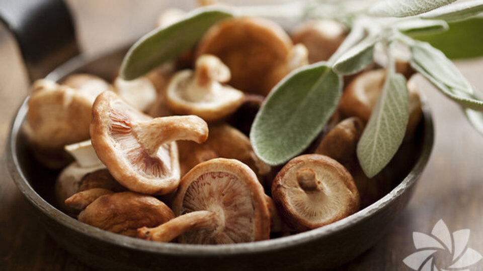 Mantarın faydaları nelerdir?