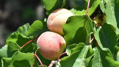 Kayısının faydaları nelerdir?