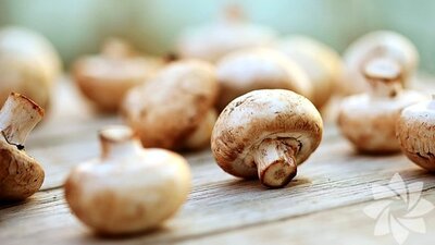 Mantar zehirlenmesi belirtileri nelerdir?