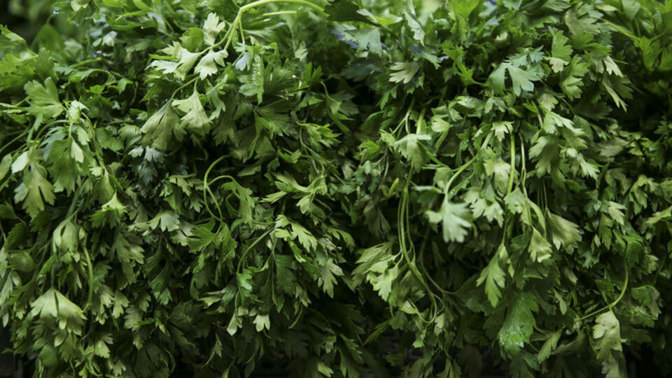 Maydanoz suyunun faydaları nelerdir?