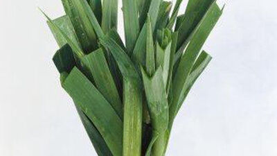 Pırasanın faydaları nelerdir?