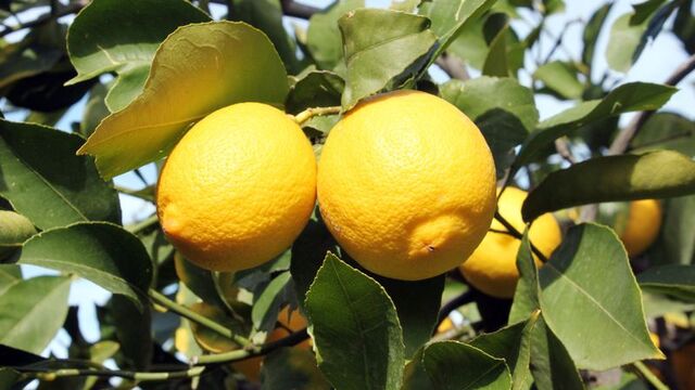 Limonun faydaları nelerdir?