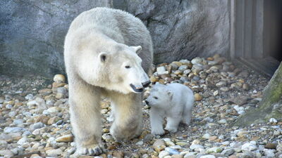 İlk defa görücüye çıktı